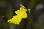 Humped bladderwort